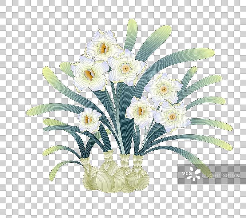 水仙花图片素材