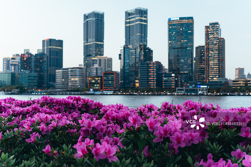 浦江东岸锦绣杜鹃盛开图片素材