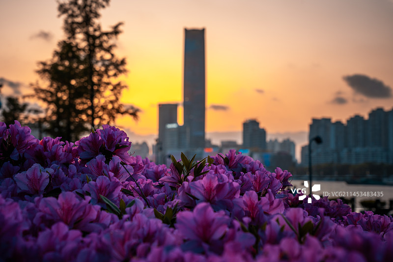 浦东滨江夕阳下杜鹃盛开图片素材