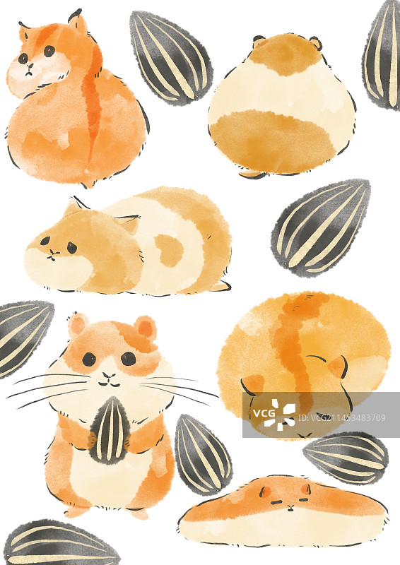 宠物仓鼠图片素材