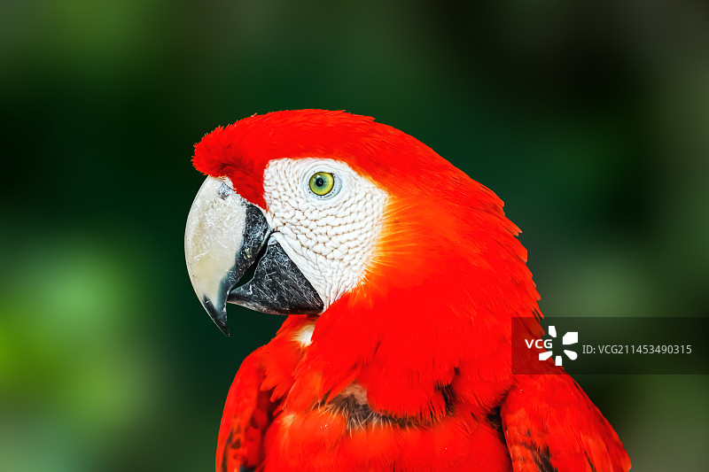 五彩金刚鹦鹉图片素材