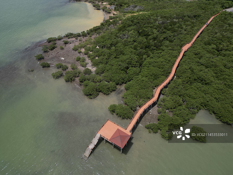 湛江特呈岛红树林图片素材