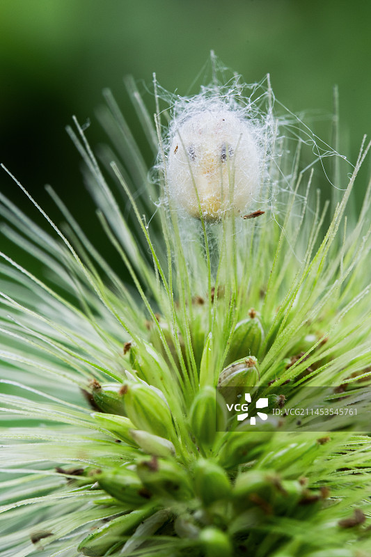 毛毛虫，蛾幼虫图片素材