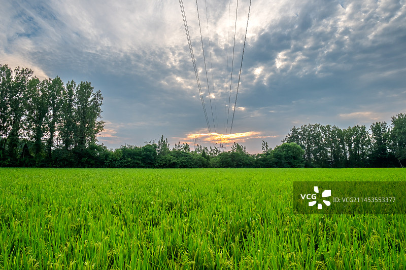 扬州生态科技新城七河八岛美丽乡村景色之水稻田及晚霞、高压线画面图片素材