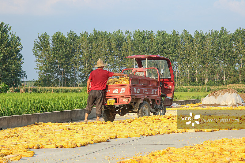 玉米丰收晾晒图片素材