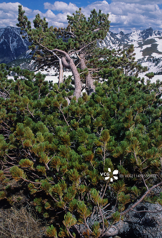 黄石国家公园海拔2300米的白皮松图片素材