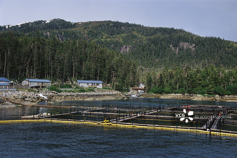 阿拉斯加威廉王子湾的养鱼场：水下围栏保护近海孵卵场的幼鲑鱼图片素材