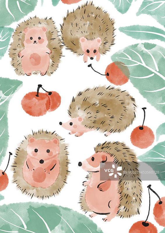 宠物刺猬图片素材