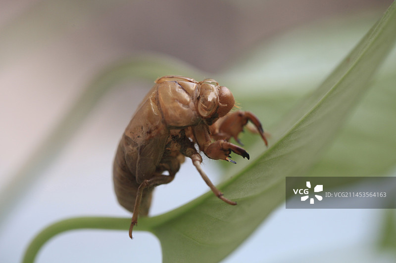 蝉   蝉蜕图片素材