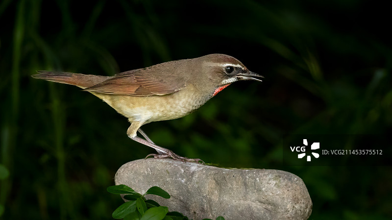 红靛頦图片素材
