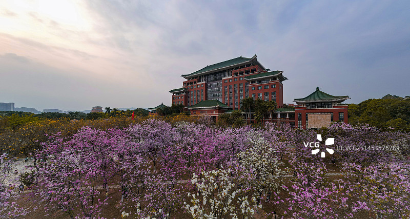 紫荆华农图片素材