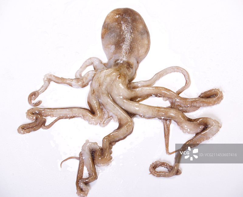 生鲜八爪鱼图片素材