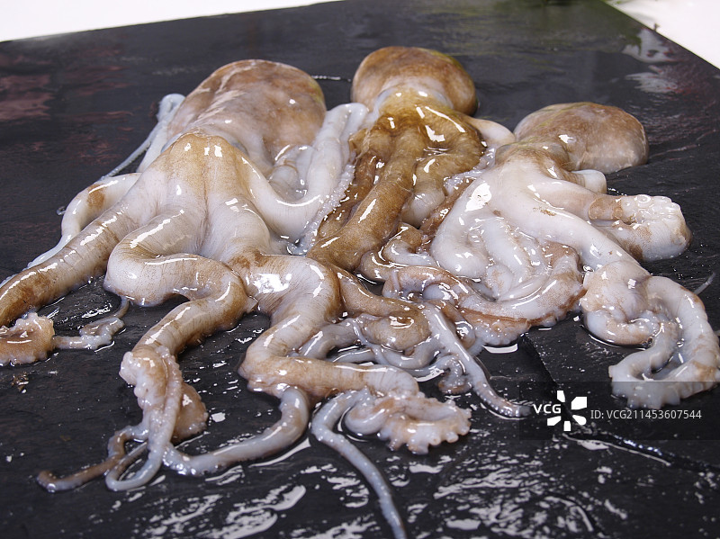 生鲜八爪鱼图片素材