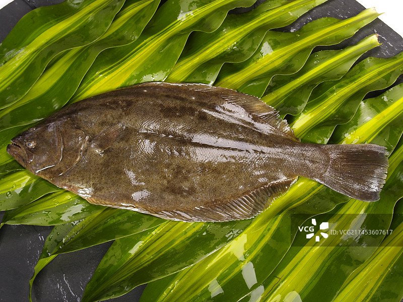 生鲜牙片鱼图片素材