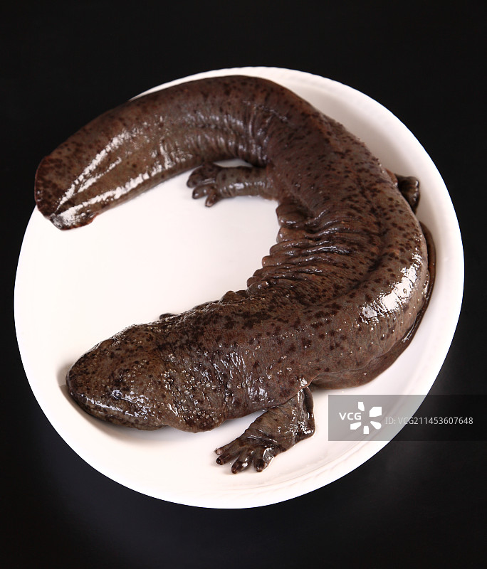 生鲜大鲵娃娃鱼图片素材