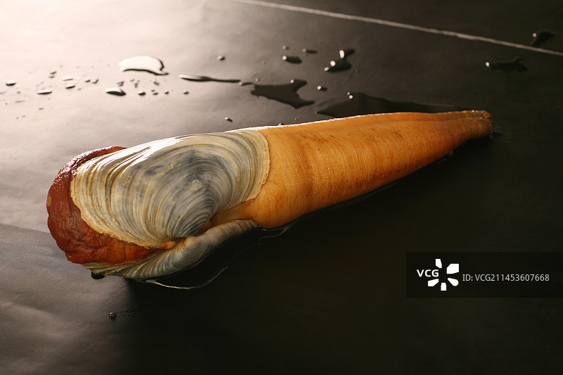 生鲜象拔蚌图片素材