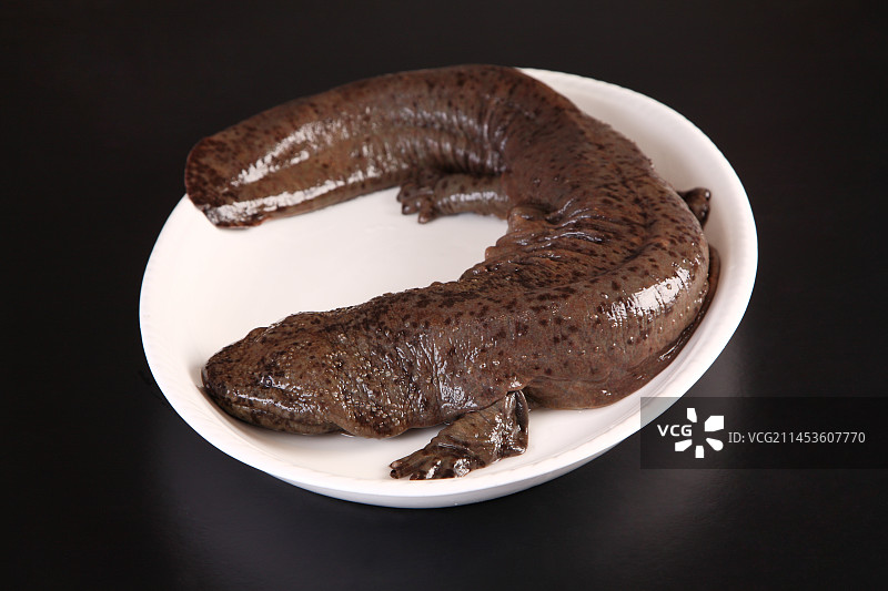 生鲜大鲵娃娃鱼图片素材