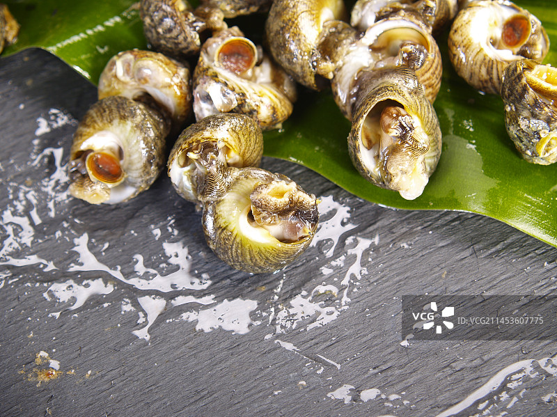 生鲜小海螺图片素材