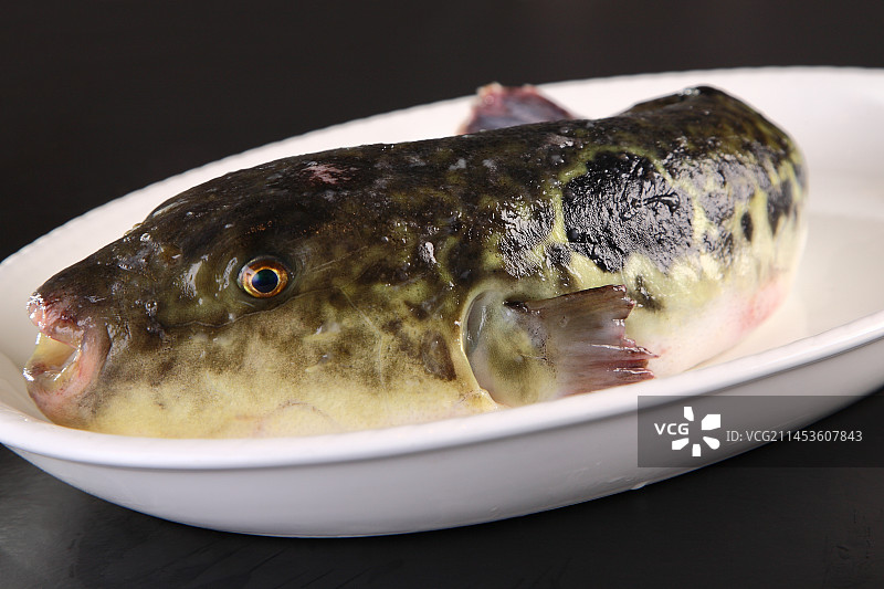 生鲜红鳍东方鲀图片素材
