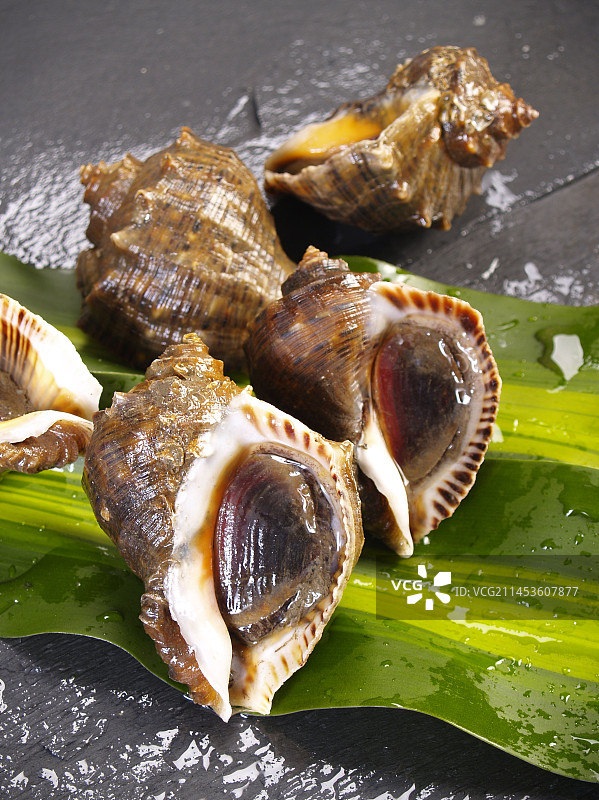 生鲜海螺图片素材