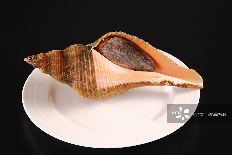 生鲜角香螺图片素材