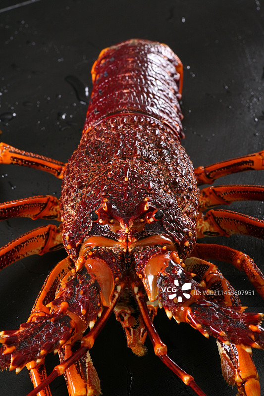 生鲜活的大龙虾图片素材