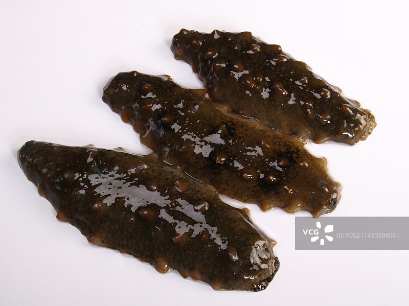 生鲜海参图片素材