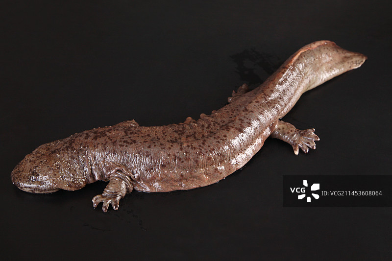 生鲜大鲵娃娃鱼图片素材