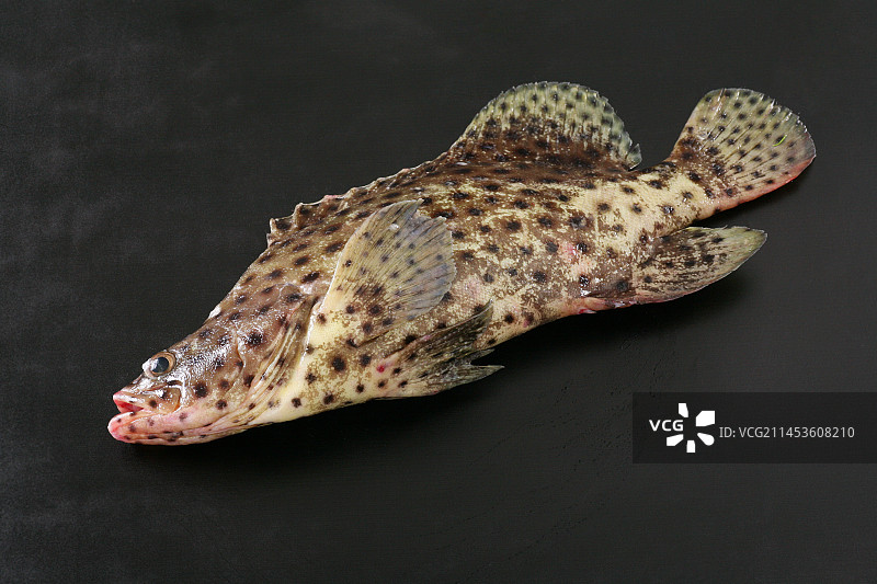 生鲜石斑鱼图片素材