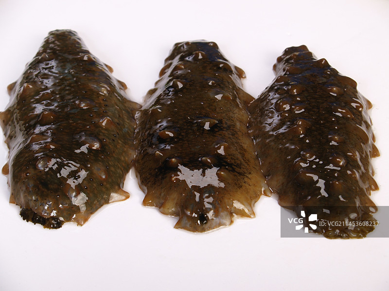 生鲜海参图片素材