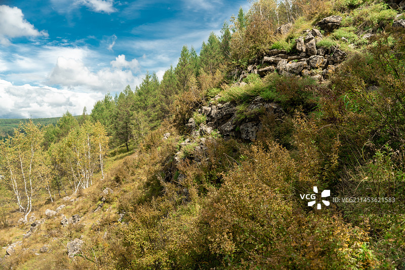 阿尔山奥伦布坎的花花草草图片素材