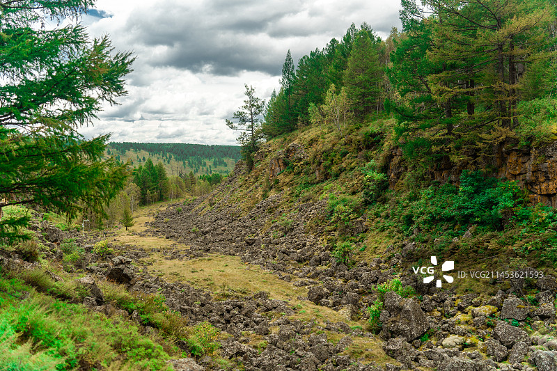 阿尔山奥伦布坎的花花草草图片素材