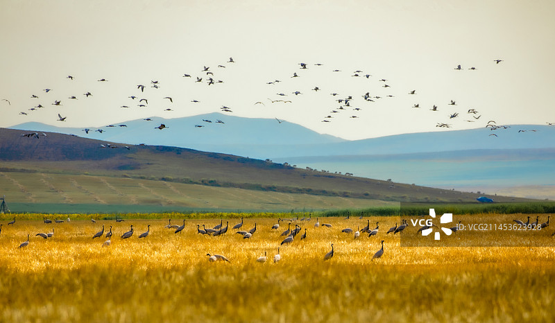 草原集结～蓑羽鹤图片素材