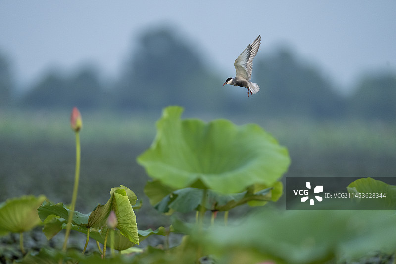 悬停在湖里的须浮鸥图片素材