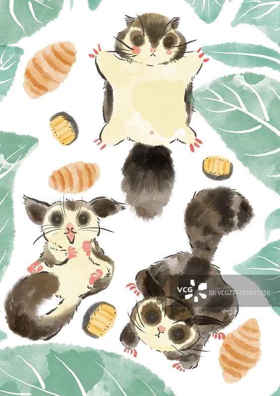 宠物蜜袋鼬图片素材