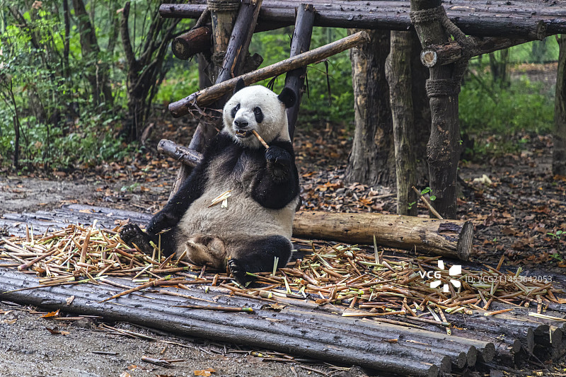 吃竹子的大熊猫图片素材