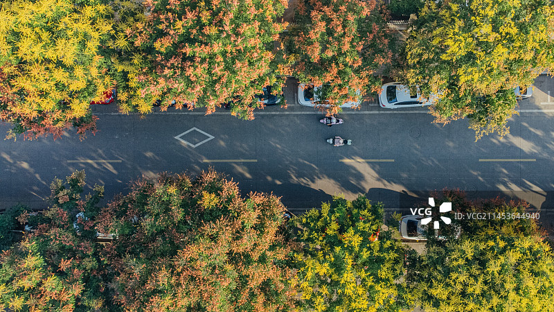 栾树花开航拍图片素材