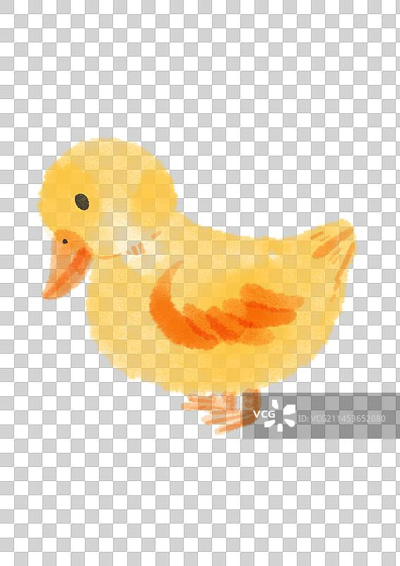 小鸭子插画元素图片素材