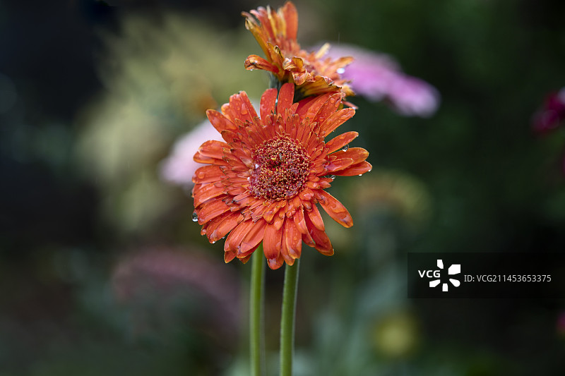 雏菊花图片素材