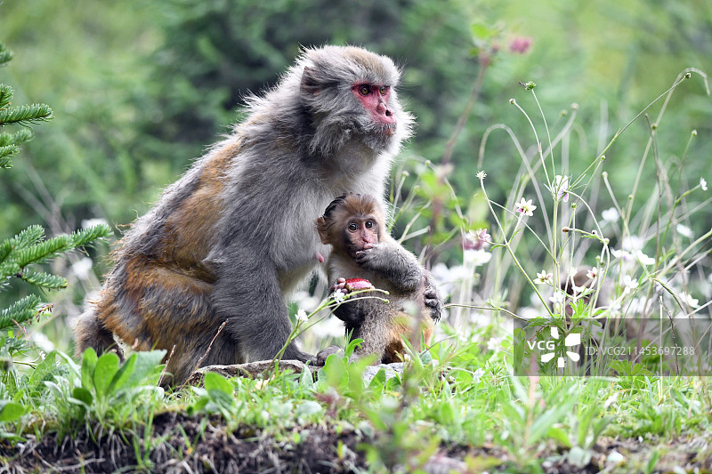 母与子图片素材