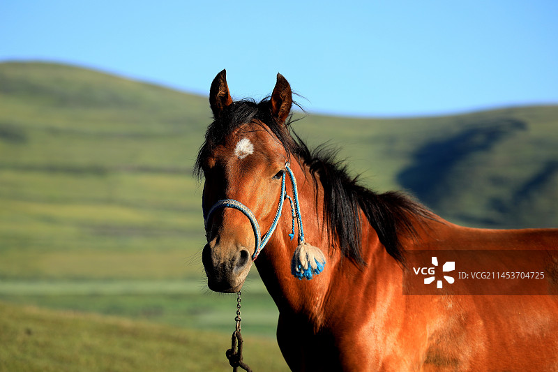 《赤马》图片素材