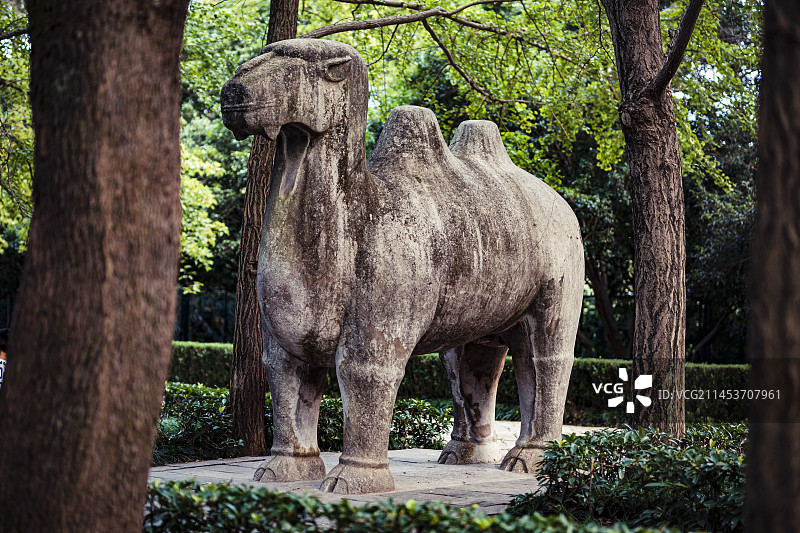 南京明孝陵石象路石雕像石骆驼图片素材