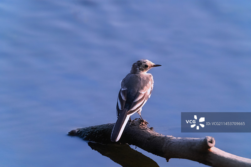 白鹡鸰图片素材