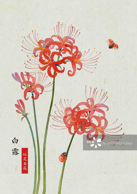 秋天盛开的红花石蒜图片素材