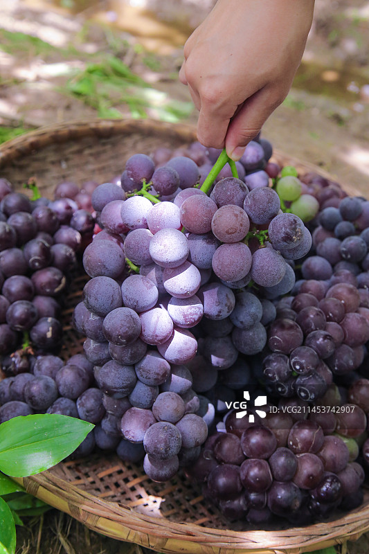 手里拿着新鲜紫葡萄图片素材