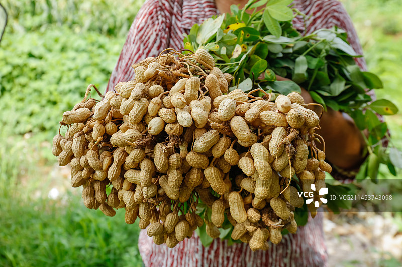 手里拿着现挖花生图片素材