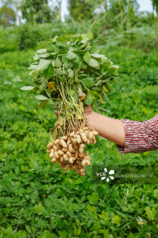手里拿着现挖花生图片素材