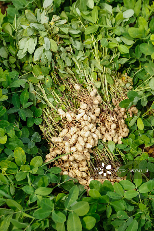 花生地里的新鲜花生图片素材
