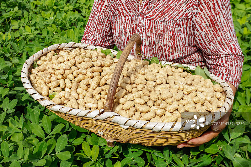 手里抱着一筐新鲜花生图片素材