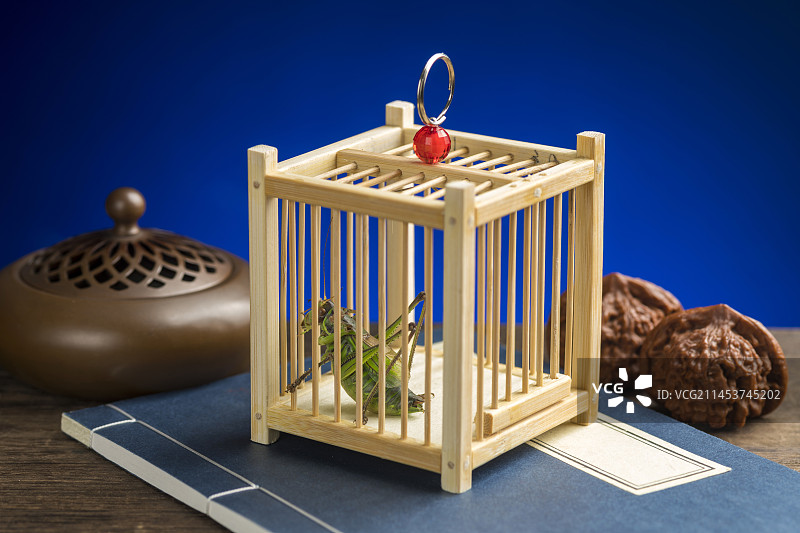 关在蝈蝈笼子中的螽斯科鸣虫蝈蝈特写图片素材